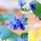  blue　butterfly