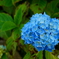 今年も紫陽花の季節