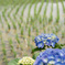 紫陽花