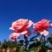 HORIZON_0001_BURST20231022094809131_COVE