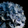 紫陽花の光