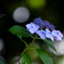 黴 雨 花