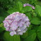 紫陽花