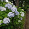 紫陽花
