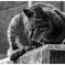 ねこ