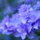 紫陽花　染められて