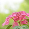 観音寺の紫陽花