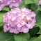 Colorful flowers