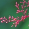 穏やかな花後