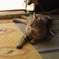 夕方の寛ぎタイム