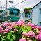 江ノ電と紫陽花