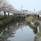 桜咲く小路