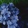 紫陽花