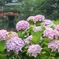 紫陽花