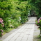 紫陽花の参道