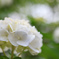 観音寺の紫陽花