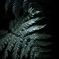 温室内の植物