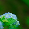 紫陽花～色づきはこれから