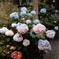 ドライフラワーみたいな紫陽花