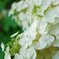 馬見丘陵公園の紫陽花(2024年6月8日)