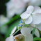 馬見丘陵公園の紫陽花(2024年6月8日)