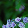 馬見丘陵公園の紫陽花(2024年6月8日)
