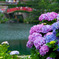 紫陽花と橋