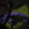 紫陽花