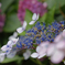 馬見丘陵公園の紫陽花(2024年6月22日)