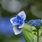 馬見丘陵公園の紫陽花(2024年6月22日)
