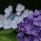 馬見丘陵公園の紫陽花(2024年6月22日)