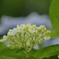 馬見丘陵公園の紫陽花(2024年6月22日)