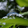 馬見丘陵公園の紫陽花(2024年6月22日)