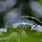 馬見丘陵公園の紫陽花(2024年6月22日)