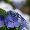 青紫陽花のつぼみ