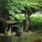 日本庭園「半夏生」
