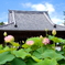 上寺山餘慶寺のハス