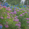 紫陽花