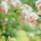厚別薔薇祭り開幕　光の薔薇園