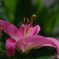 庭に咲く花74「カサブランカ」