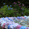 久安寺紫陽花浮かべ