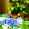 紫陽花