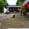伊佐須美神社の猫