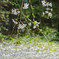 桜の指先