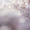 桜ふわり