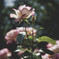 陽光の下の薔薇