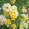 黄色い薔薇