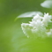 白花八重空木（シロバナヤエウツギ）