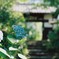film・あじさいのうた*