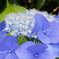 ブルーな額紫陽花